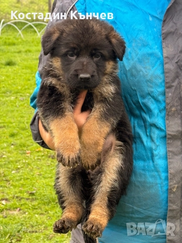 Немско овчарско куче