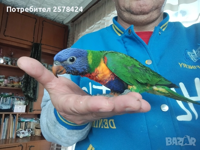Продавам ръчно хранено многоцветно Лори, снимка 2 - Папагали - 52615209