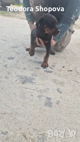 доберман, снимка 4 - Доберман - 52640041