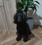 Mini poodle/Мини пудел , снимка 12