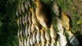 Риба див шаран бял амур каракуда за стръв, снимка 7