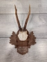 Трофей рога от сръндак и дива коза  , снимка 6