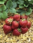 Prodavam razsad celogodishni qgodi sort Фавори , снимка 3