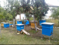 Пчелни семейства дб и отводки