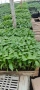 Разсад домати,краставици,пипер, снимка 5