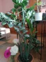 Цвете Замиокулкас, снимка 1