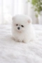 Померан мъжки и женски , снимка 2