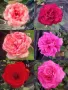 рози , снимка 4
