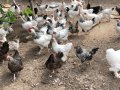 Кокошки - Уникални породи, снимка 6