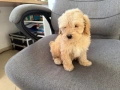 Мини Пудели Актуално от 16.1.2026, снимка 1