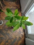 Еуфорбиякаучукова- саксийно растение. , снимка 6