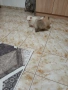 Mini Pomeran, снимка 14