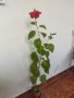 Китайски рози хибискус червена фуния, снимка 13
