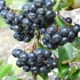 Едроплодна арония (Aronia melanocarpa 'Galicjanka'), снимка 2