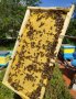 Пчелни отводки 2024г, снимка 5