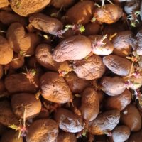 Семена картофи , снимка 1 - Сортови семена и луковици - 43711855