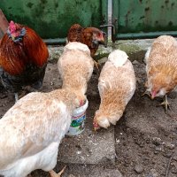 Араукана, снимка 3 - Кокошки и пуйки - 41402734