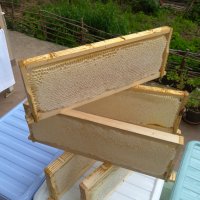  Билков мед на пита, снимка 4 - Пчелни продукти - 33238513