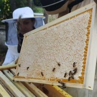 Пчелна пита с мед / Мед в пита, снимка 4 - Пчелни продукти - 30765107