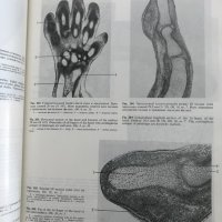 Эмбриология человека Атлас - Л. И. Фалин, снимка 8 - Специализирана литература - 35205923