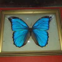 Пеперуда в рамка N2, снимка 1 - Антикварни и старинни предмети - 42977275
