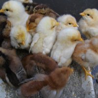 Малки пиленца новоизлюпени налични, снимка 1 - Кокошки и пуйки - 40812149