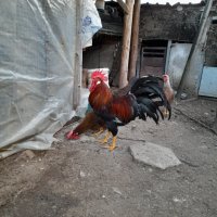 Разплодни яйца и пилета , снимка 3 - други­ - 44109854