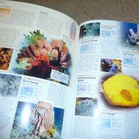 енциклопедия океан, снимка 5 - Енциклопедии, справочници - 43368038