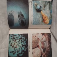 Риби, октоподи, китове, снимка 1 - Енциклопедии, справочници - 44131887