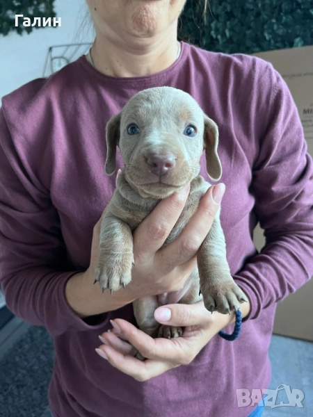 Мини дакелчета, снимка 1