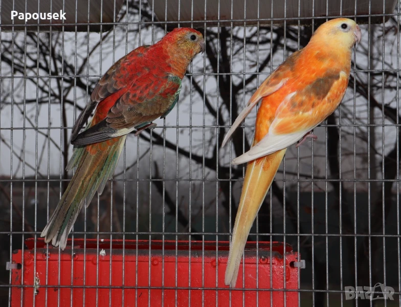 Работещи двойки Пойни Папагали , снимка 1