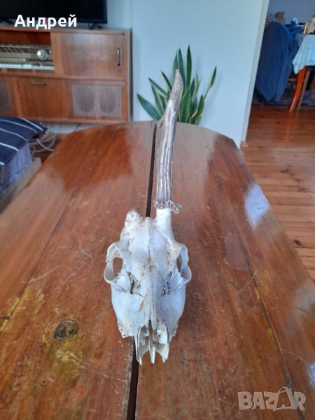 Стар ловен трофей, снимка 1