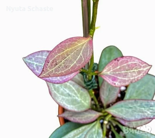 Хоя. Hoya nicholsoniae 'New Guinea Ghost', снимка 1