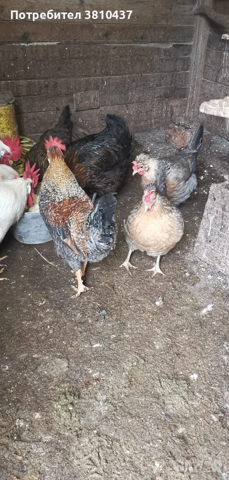 продавам млади ярки Легбар , снимка 1