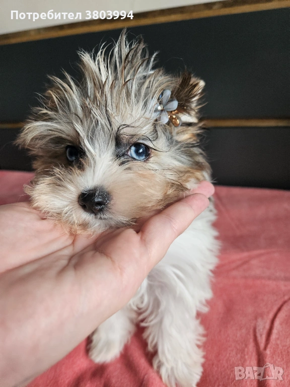 Йоркширски териер със сини очи и родословие. Момиченце Blue berry Diamond York , снимка 1