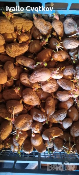 Семена картофи , снимка 1