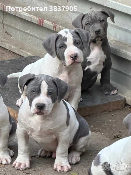 Американско були хл, снимка 1