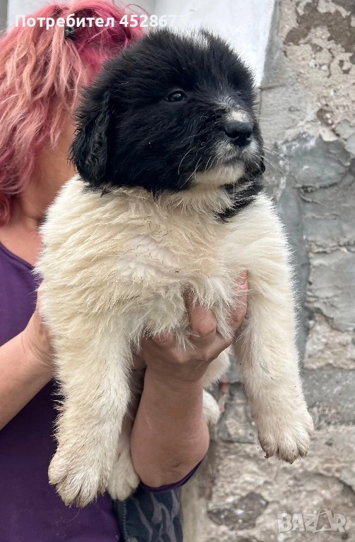 Продавам малки БОК, снимка 1