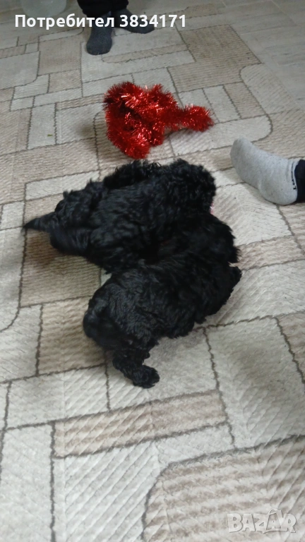 Малки игриви момичета си търсят своя нов дом, снимка 1