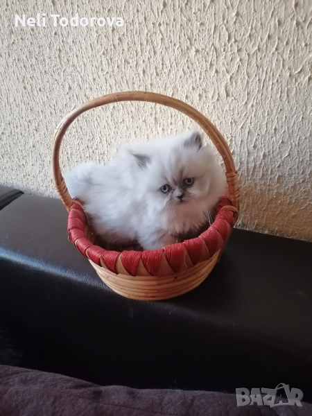Малки персийски котенца, снимка 1
