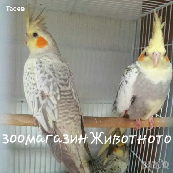 Корела, снимка 1