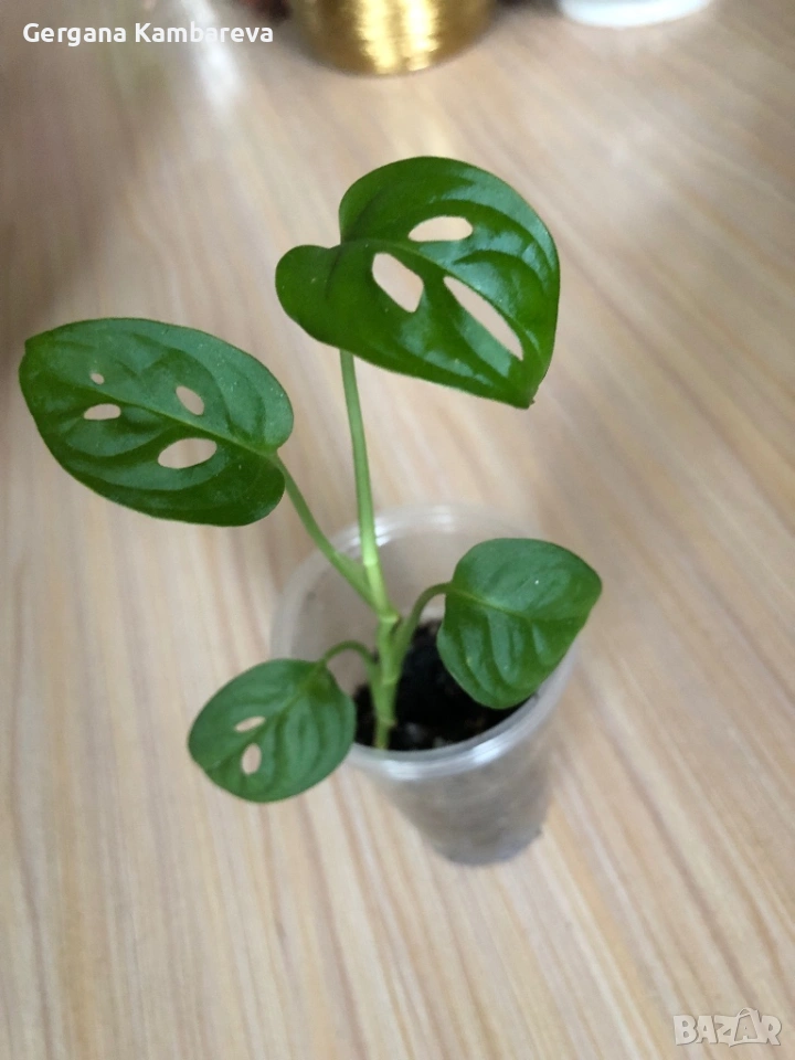 Monstera Laniata , снимка 1