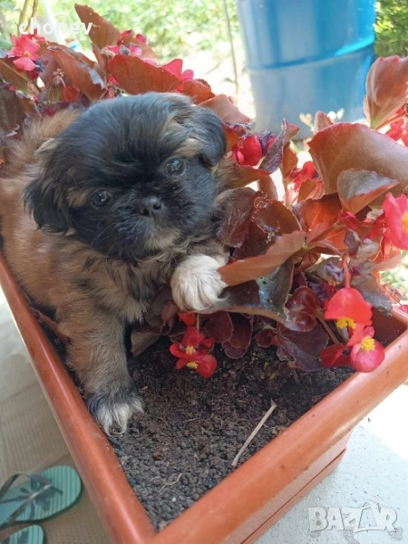 пекинез бебета малки, снимка 1