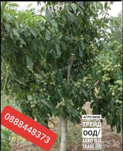 Фиданки орех сорт Чандлър, снимка 1