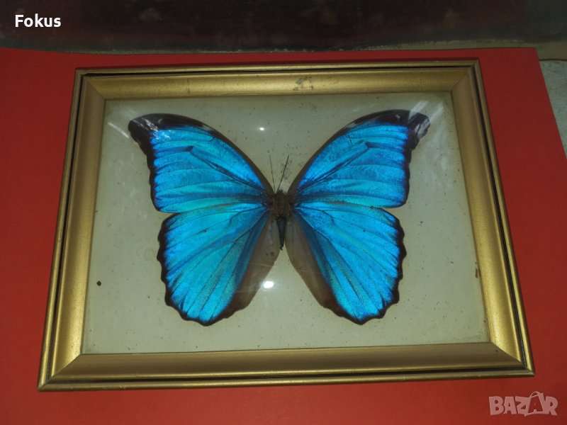 Пеперуда в рамка N2, снимка 1