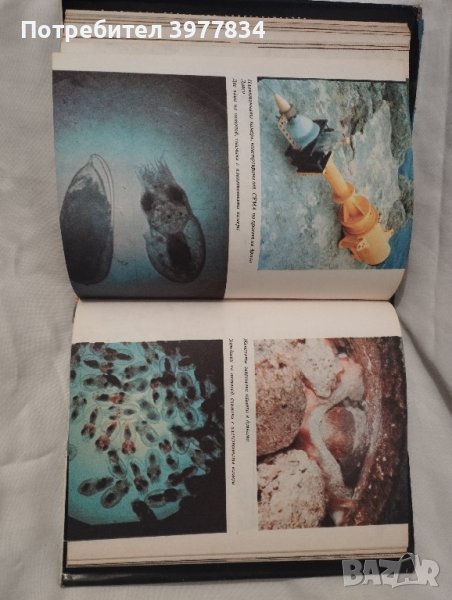 Риби, октоподи, китове, снимка 1