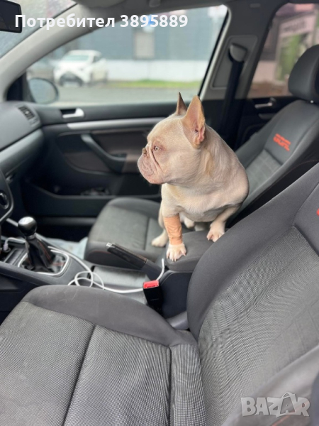 Френски булдог за разплод, снимка 1