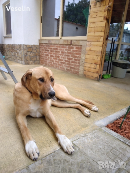 Здрав и Млад Датски Дог за Разплод, снимка 1