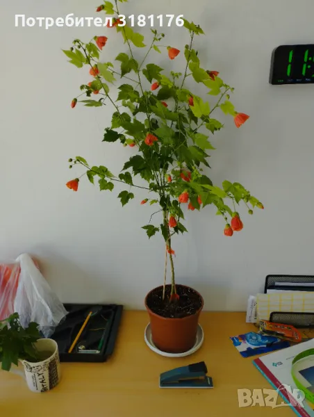 Продавам Абутилон, снимка 1