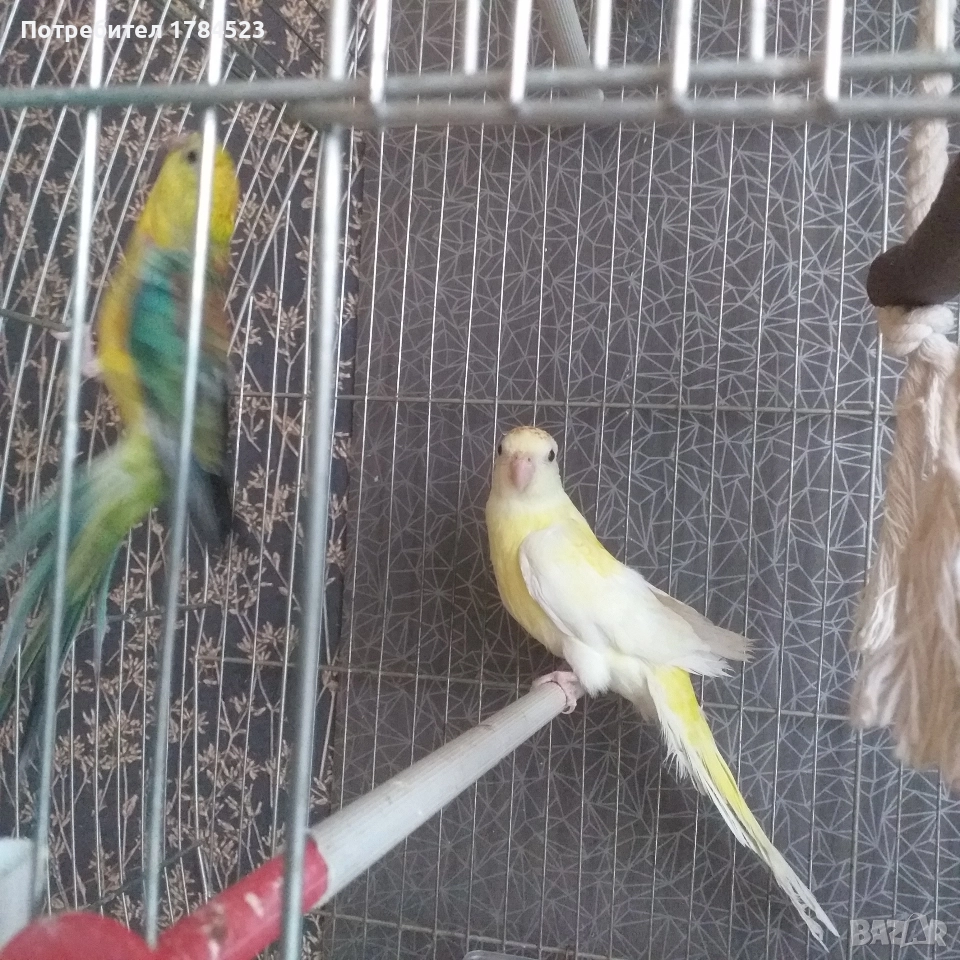 Пойно папагалче., снимка 1